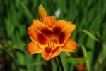 Hemerocallis Bandit Man, Taglilie in orange mit Auge Topf 18 cm Durchmesser